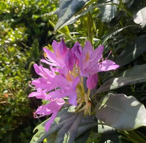Jolie Maison A La Campagne « chez Germaine » Dom wakacyjny Digosville